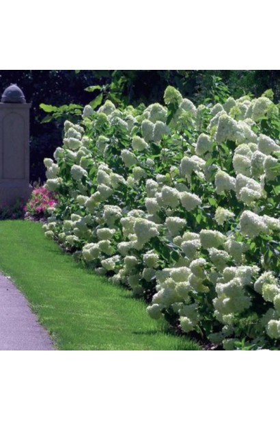 Гортензія Лаймлайт жива огорожа